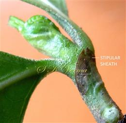  Stipules